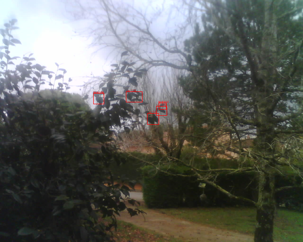 Oiseau détecté